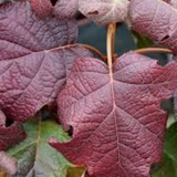 Hydrangea Quercifolia Snowflake vaso 18