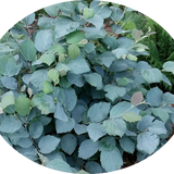 Fothergilla x intermedia “Blue Shadow”