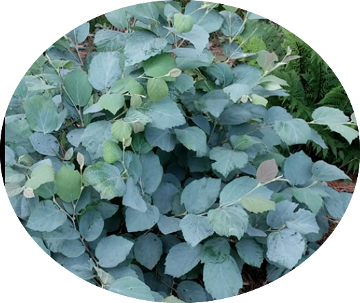 Fothergilla x intermedia “Blue Shadow”