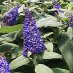 Buddleja davidii ROCKETSTAR INDIGO® vaso 18