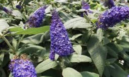 Buddleja davidii ROCKETSTAR INDIGO® vaso 18