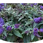 Buddleja davidii ROCKETSTAR INDIGO® vaso 18