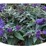 Buddleja davidii ROCKETSTAR INDIGO® vaso 18