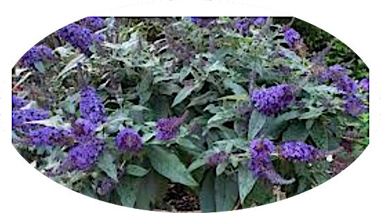 Buddleja davidii ROCKETSTAR INDIGO® vaso 18