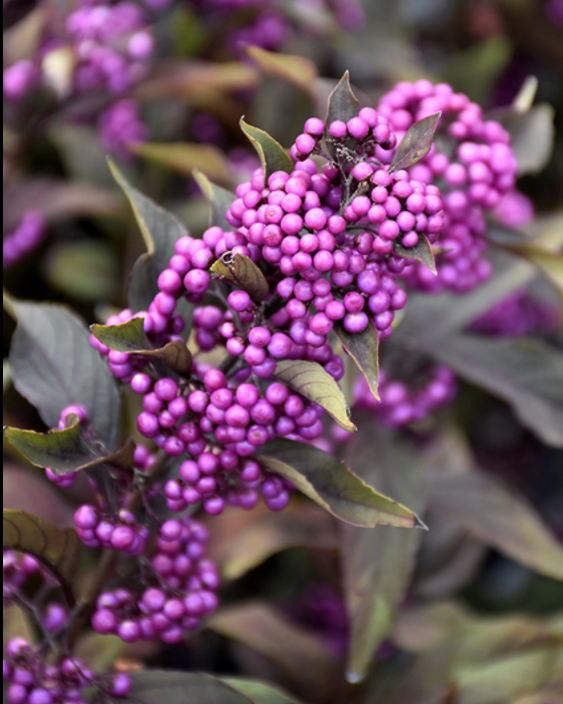 Callicarpa pearl glam® vaso 18