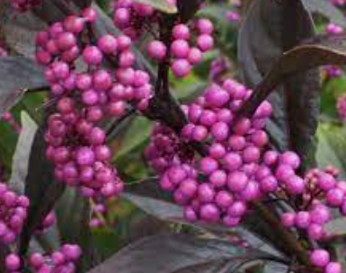 Callicarpa pearl glam® vaso 18