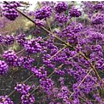 Callicarpa pearl glam® vaso 18