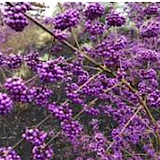 Callicarpa pearl glam® vaso 18