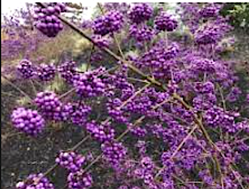 Callicarpa pearl glam® vaso 18