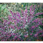 Callicarpa pearl glam® vaso 18