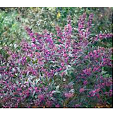 Callicarpa pearl glam® vaso 18