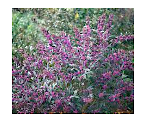 Callicarpa pearl glam® vaso 18
