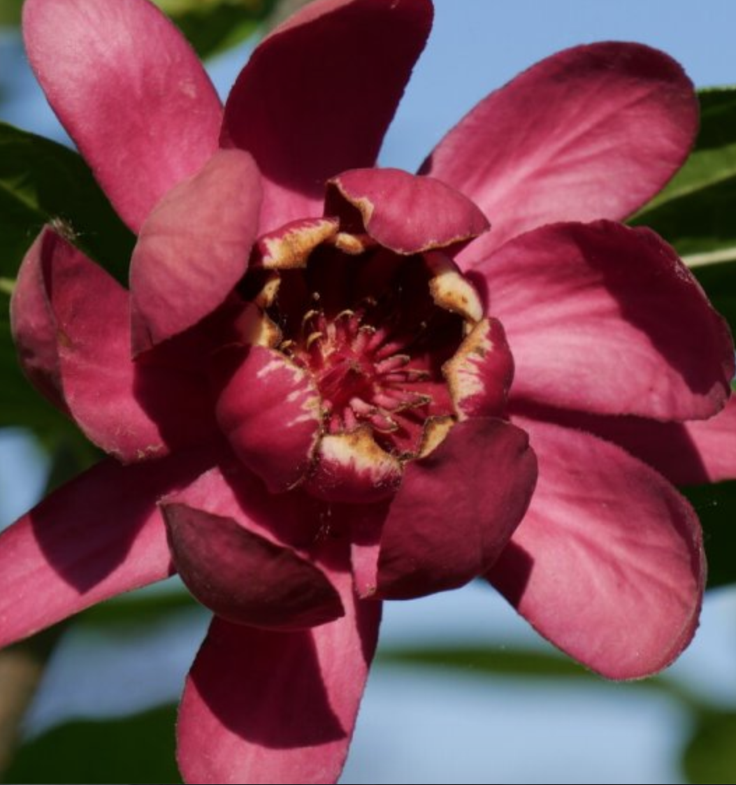 Calycanthus raulstonii Afrodite (r)