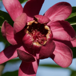 Calycanthus raulstonii Afrodite (r)