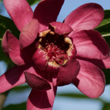 Calycanthus raulstonii Afrodite (r)