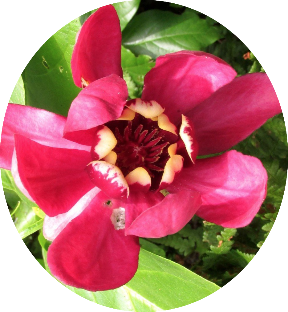 Calycanthus raulstonii Afrodite (r)