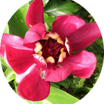 Calycanthus raulstonii Afrodite (r)