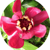 Calycanthus raulstonii Afrodite (r)