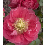 Chaenomeles speciosa 'Pink Storm' PW® fior di pesco  vaso 18