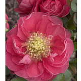Chaenomeles speciosa 'Pink Storm' PW® fior di pesco  vaso 18