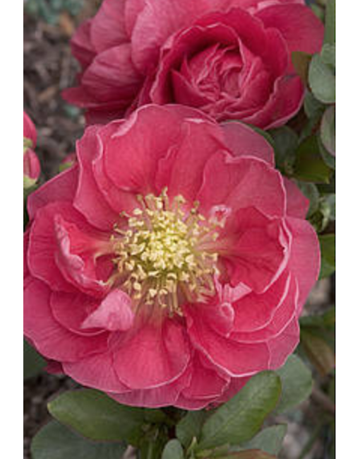 Chaenomeles speciosa 'Pink Storm' PW® fior di pesco  vaso 18