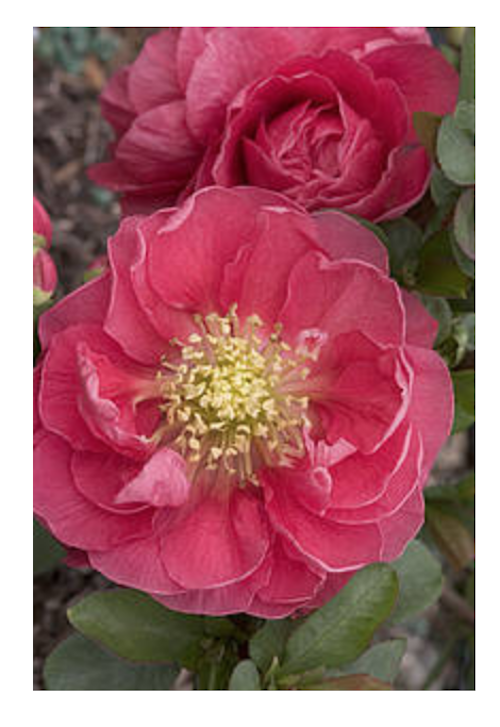 Chaenomeles speciosa 'Pink Storm' PW® fior di pesco  vaso 18