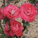 Chaenomeles speciosa 'Pink Storm' PW® fior di pesco  vaso 18
