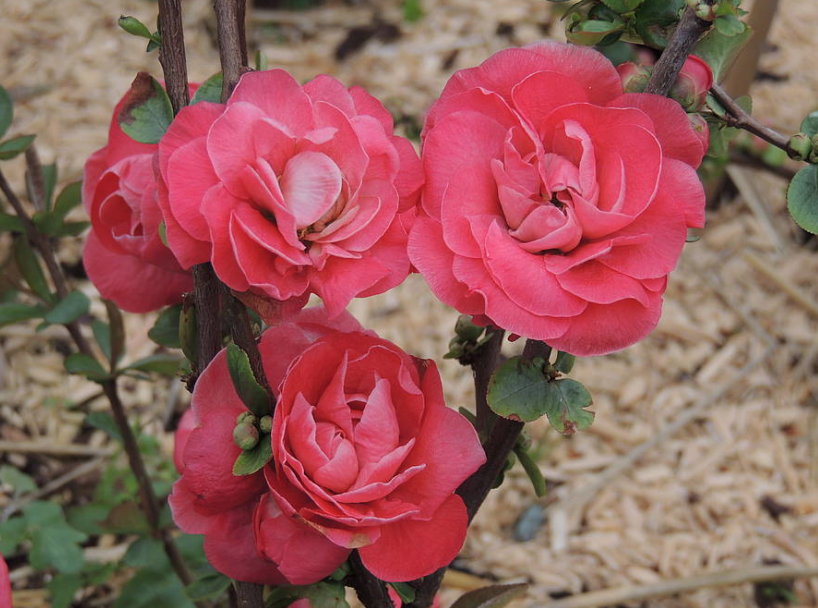 Chaenomeles speciosa 'Pink Storm' PW® fior di pesco  vaso 18