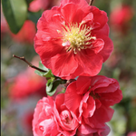 Chaenomeles speciosa 'Pink Storm' PW® fior di pesco  vaso 18