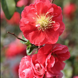 Chaenomeles speciosa 'Pink Storm' PW® fior di pesco  vaso 18