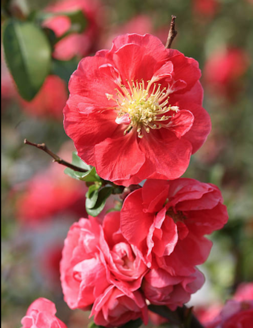 Chaenomeles speciosa 'Pink Storm' PW® fior di pesco  vaso 18