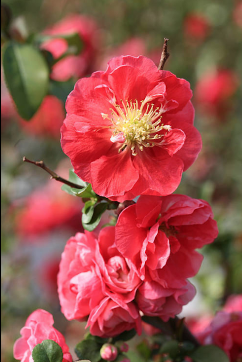 Chaenomeles speciosa 'Pink Storm' PW® fior di pesco  vaso 18