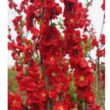 Chaenomeles speciosa 'Scarlet Storm' Pover Winner® vaso 18 fior di pesco