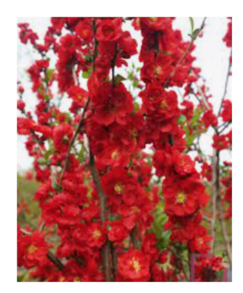 Chaenomeles speciosa 'Scarlet Storm' Pover Winner® vaso 18 fior di pesco