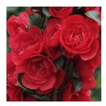 Chaenomeles speciosa 'Scarlet Storm' Pover Winner® vaso 18 fior di pesco