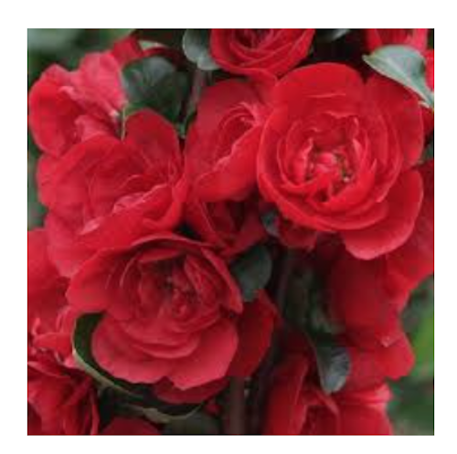 Chaenomeles speciosa 'Scarlet Storm' Pover Winner® vaso 18 fior di pesco