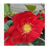 Chaenomeles speciosa 'Scarlet Storm' Pover Winner® vaso 18 fior di pesco