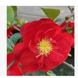 Chaenomeles speciosa 'Scarlet Storm' Pover Winner® vaso 18 fior di pesco