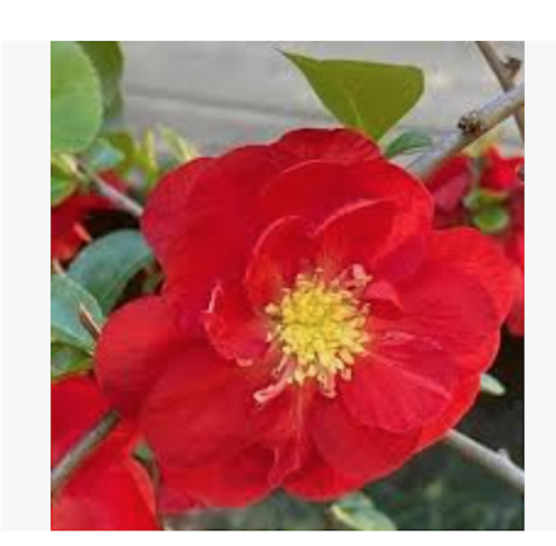 Chaenomeles speciosa 'Scarlet Storm' Pover Winner® vaso 18 fior di pesco
