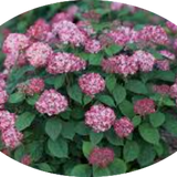 Hydrangea arborescens pink Annabelle vaso 18