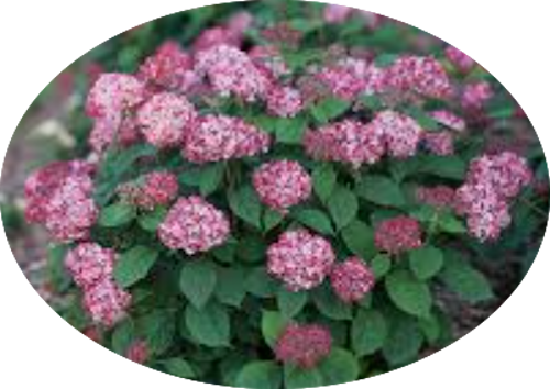 Hydrangea arborescens pink Annabelle vaso 18