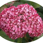Hydrangea arborescens pink Annabelle vaso 18