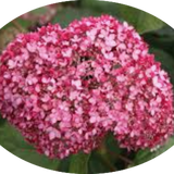 Hydrangea arborescens pink Annabelle vaso 18