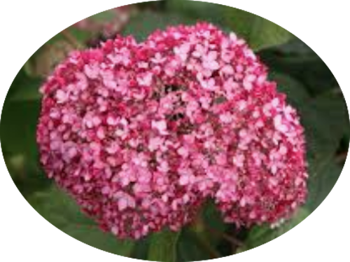 Hydrangea arborescens pink Annabelle vaso 18