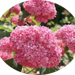 Hydrangea arborescens pink Annabelle vaso 18