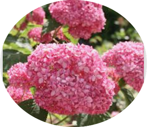 Hydrangea arborescens pink Annabelle vaso 18