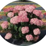 Hydrangea arborescens pink Annabelle vaso 18
