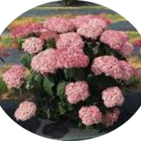 Hydrangea arborescens pink Annabelle vaso 18