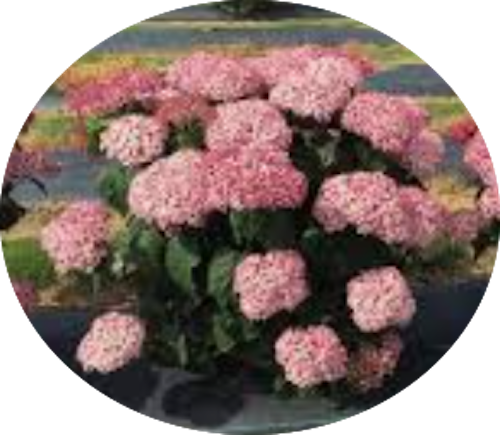 Hydrangea arborescens pink Annabelle vaso 18