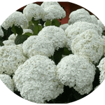 Hydrangea Arbor. Strong Annabelle ® vaso 18